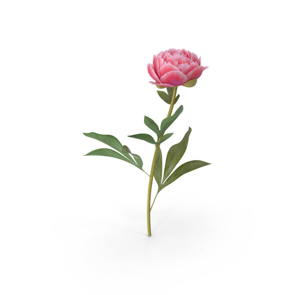 Peony PNG Images & PSDs for Download | PixelSquid - S106033957