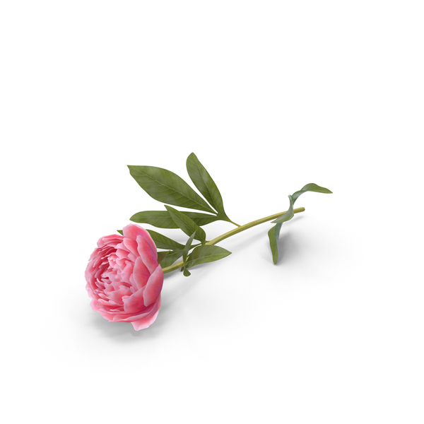 Flowering Plants: Peony PNG & PSD Images Flowering Plants: Peony PNG & PSD Images