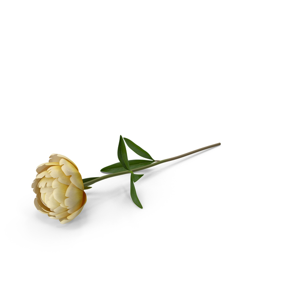 Flowering Plants: Peony PNG & PSD Images Flowering Plants: Peony PNG & PSD Images