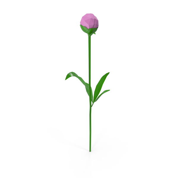 Flowering Plants: Peony PNG & PSD Images Flowering Plants: Peony PNG & PSD Images