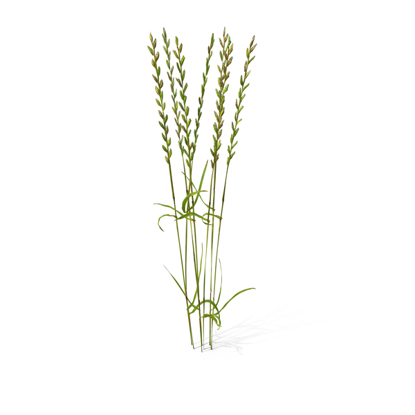 Grasses: Perennial Rye-Grass PNG & PSD Images Grasses: Perennial Rye-Grass PNG & PSD Images