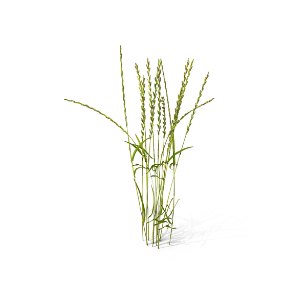 Grasses: Perennial Rye-grass (Lolium Perenne) PNG & PSD Images Grasses: Perennial Rye-grass (Lolium Perenne) PNG & PSD Images