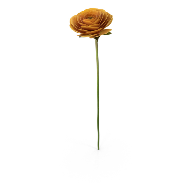 Ranunculus: Persian Buttercup PNG & PSD Images Ranunculus: Persian Buttercup PNG & PSD Images