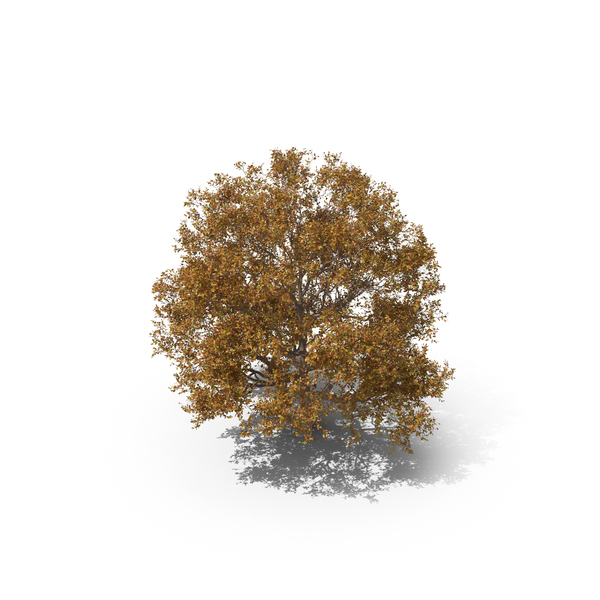 Persian Ironwood Tree PNG & PSD Images Persian Ironwood Tree PNG & PSD Images