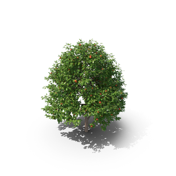 Persimmon Tree PNG & PSD Images Persimmon Tree PNG & PSD Images