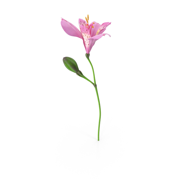 Flowering Plants: Peruvian Lily PNG & PSD Images Flowering Plants: Peruvian Lily PNG & PSD Images