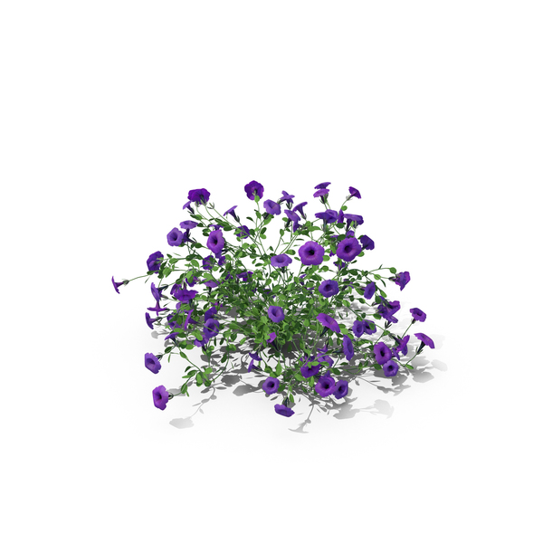 Petunia PNG & PSD Images Petunia PNG & PSD Images