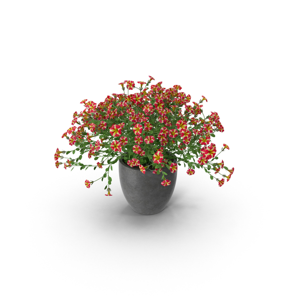 Petunia PNG & PSD Images Petunia PNG & PSD Images