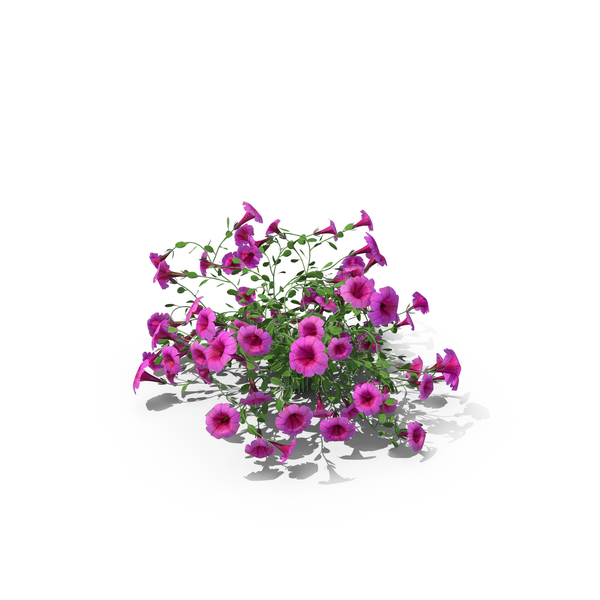 Petunia PNG & PSD Images Petunia PNG & PSD Images