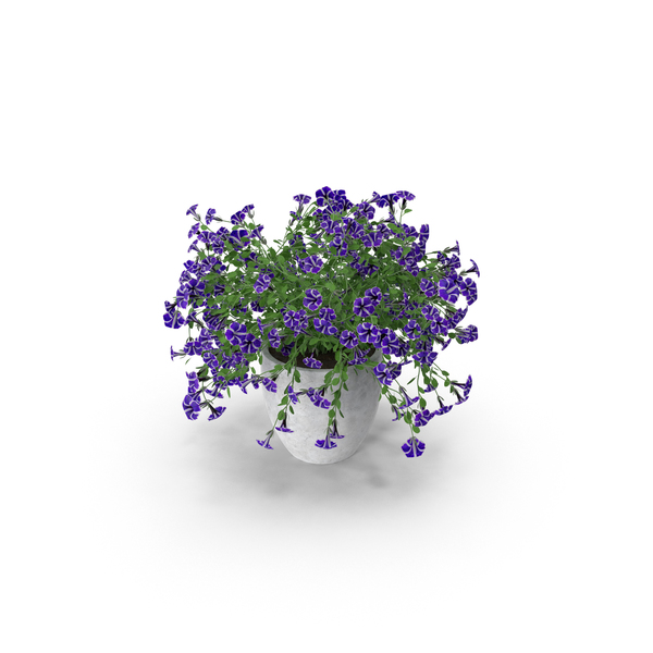 Petunia PNG & PSD Images Petunia PNG & PSD Images