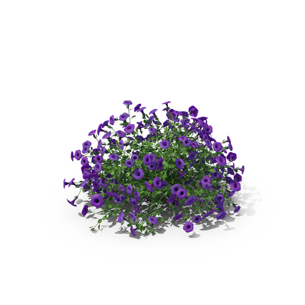 Petunia PNG & PSD Images Petunia PNG & PSD Images