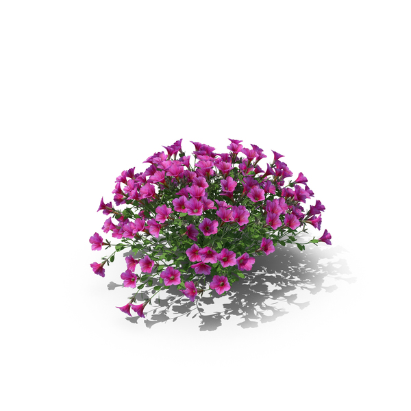 Petunia Bush PNG & PSD Images Petunia Bush PNG & PSD Images