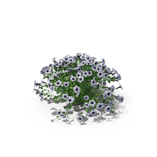 Petunia PNG & PSD Images Petunia PNG & PSD Images