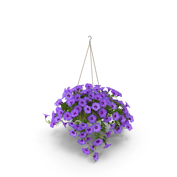 Planter: Petunia PNG & PSD Images Planter: Petunia PNG & PSD Images