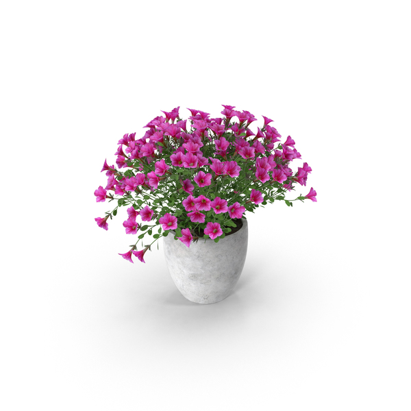 Petunia Pot PNG & PSD Images Petunia Pot PNG & PSD Images
