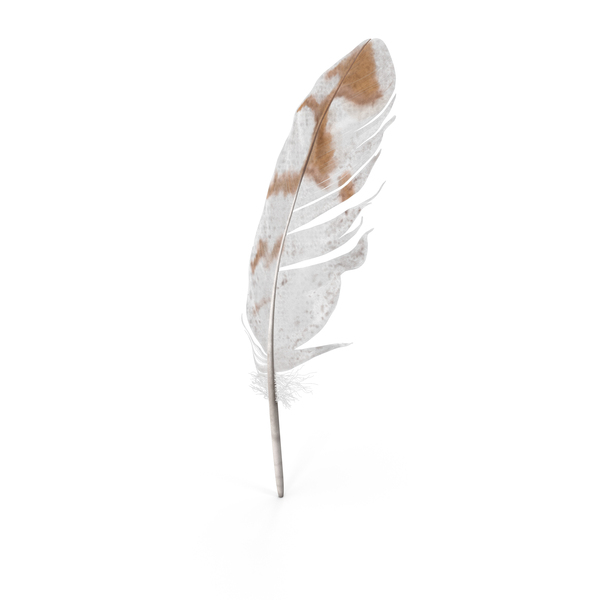 Pheasant Feather PNG & PSD Images Pheasant Feather PNG & PSD Images