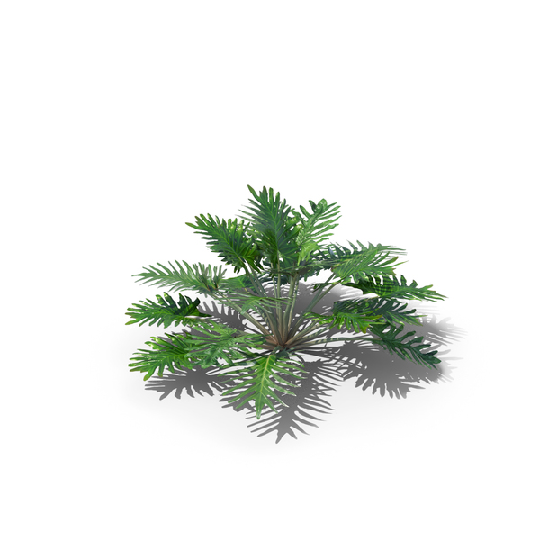 Plants: Philodendron Xanadu PNG & PSD Images Plants: Philodendron Xanadu PNG & PSD Images