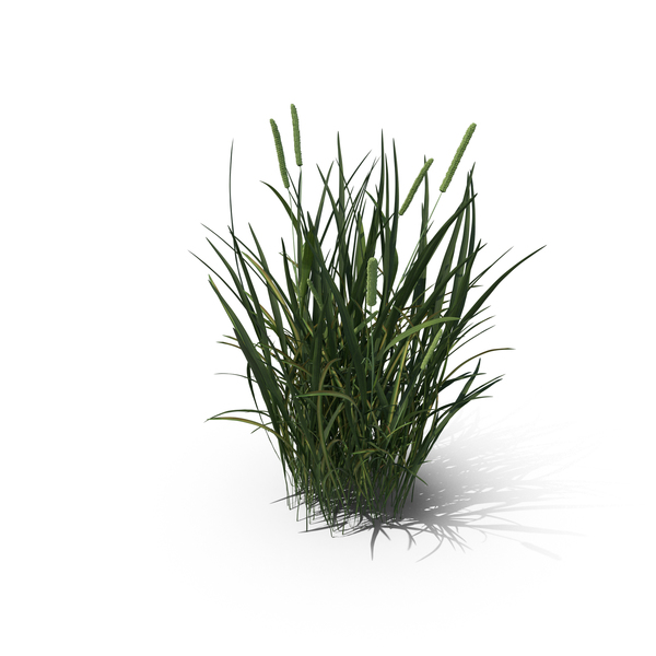 Cattails: Phleum Pratense PNG & PSD Images Cattails: Phleum Pratense PNG & PSD Images