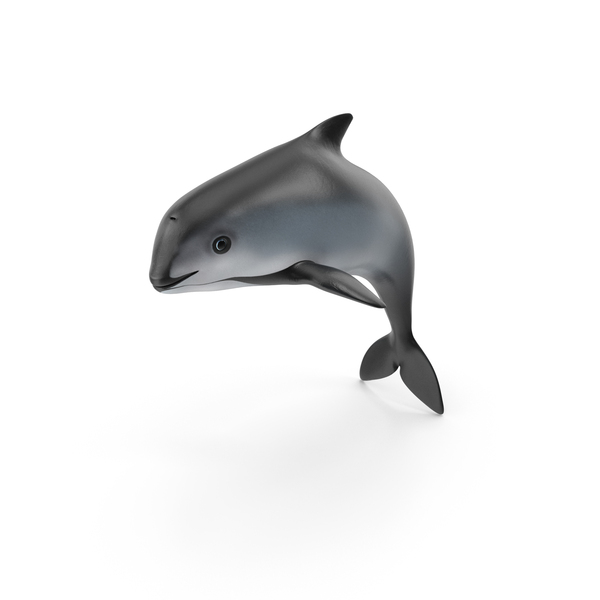Porpoise: Phocoena Sinus Idle Pose PNG & PSD Images Porpoise: Phocoena Sinus Idle Pose PNG & PSD Images