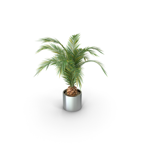 Tree: Phoenix Palm 2 In Pot PNG & PSD Images Tree: Phoenix Palm 2 In Pot PNG & PSD Images