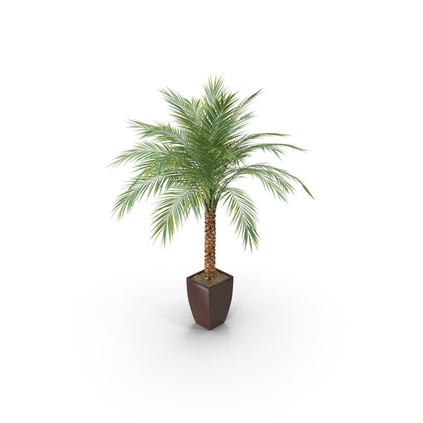 Tree: Phoenix Palm In Pot PNG & PSD Images Tree: Phoenix Palm In Pot PNG & PSD Images