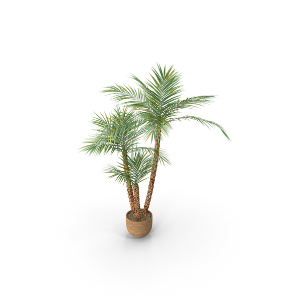 Tree: Phoenix Palm In Pot PNG & PSD Images