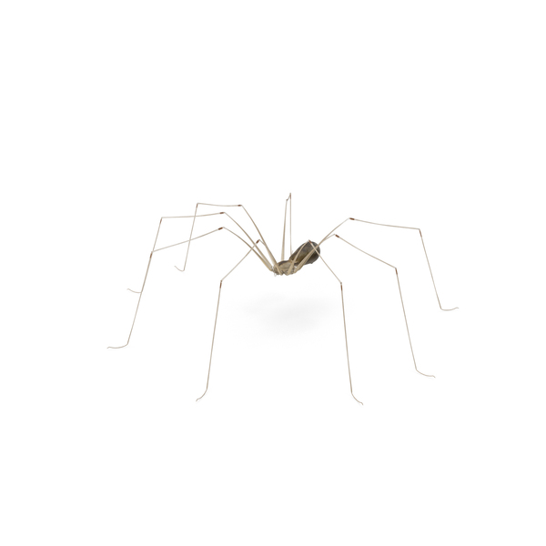 Spider: Pholcus Phalangioides PNG & PSD Images Spider: Pholcus Phalangioides PNG & PSD Images