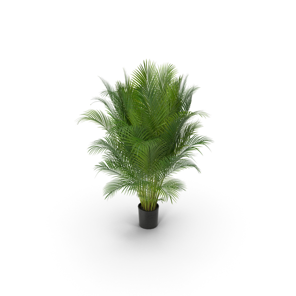 Butterfly: Photorealistic Palm PNG & PSD Images Butterfly: Photorealistic Palm PNG & PSD Images