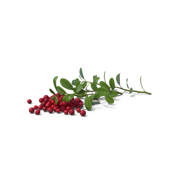 Branch: Pile Of Cranberries With Branches PNG & PSD Images Branch: Pile Of Cranberries With Branches PNG & PSD Images