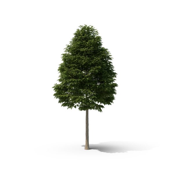 Pin Oak Tree PNG Images & PSDs for Download | PixelSquid - S10568030F
