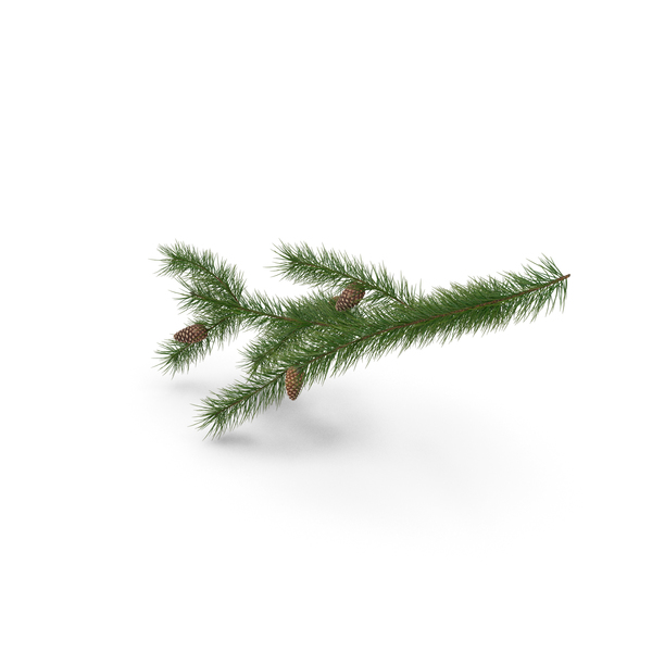 Needles: Pine Branch with Cones PNG & PSD Images
