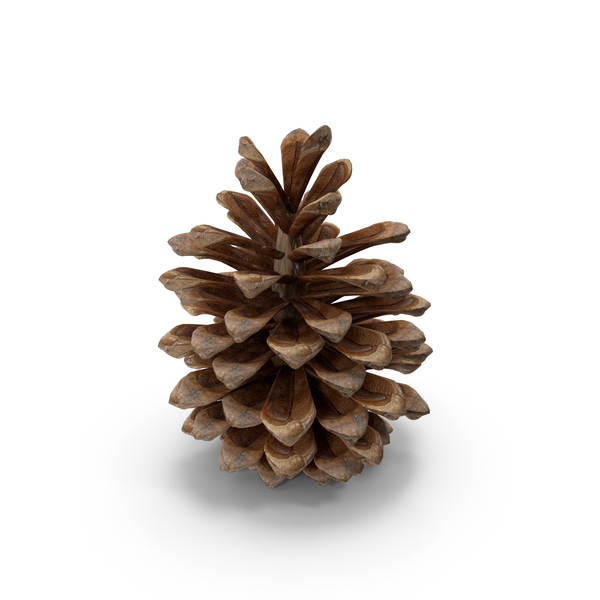 Conifer: Pine Cone PNG & PSD Images