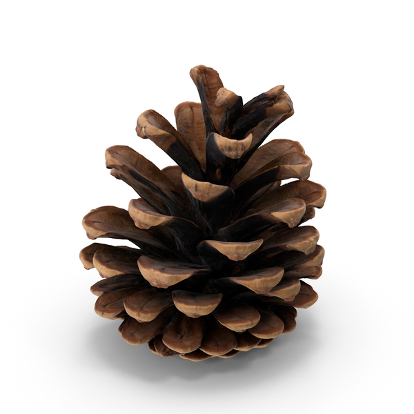 Conifer: Pine Cone PNG & PSD Images