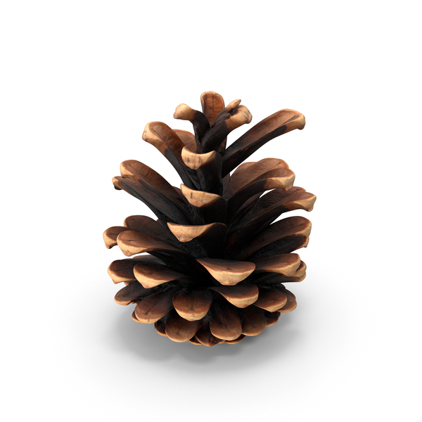 Conifer Cone: Pine Cones PNG & PSD Images Conifer Cone: Pine Cones PNG & PSD Images