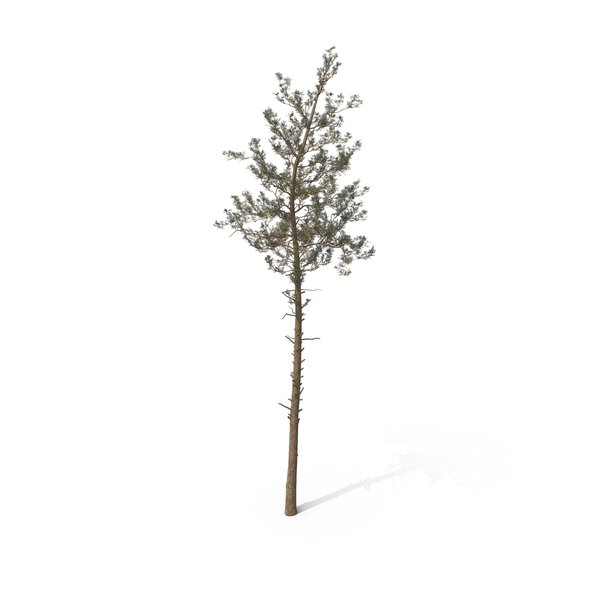 Pine Tree PNG & PSD Images Pine Tree PNG & PSD Images