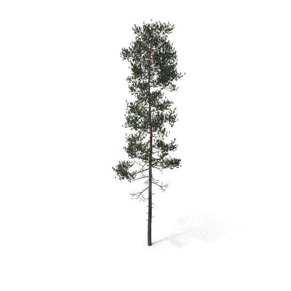 Pine Tree PNG & PSD Images Pine Tree PNG & PSD Images