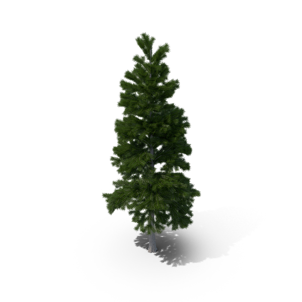 Tree: Pine PNG & PSD Images Tree: Pine PNG & PSD Images
