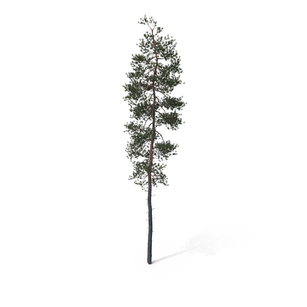 Pine Tree PNG & PSD Images Pine Tree PNG & PSD Images