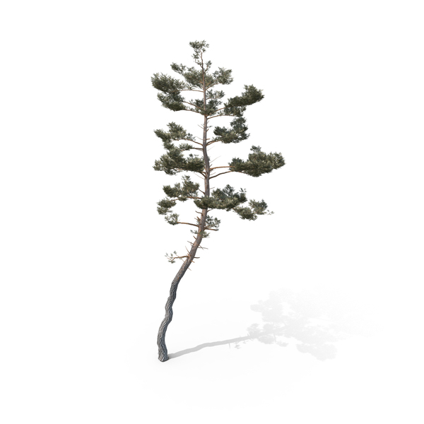 Pine Tree PNG & PSD Images Pine Tree PNG & PSD Images
