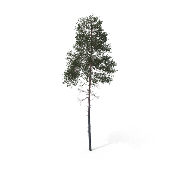 Pine Tree PNG & PSD Images