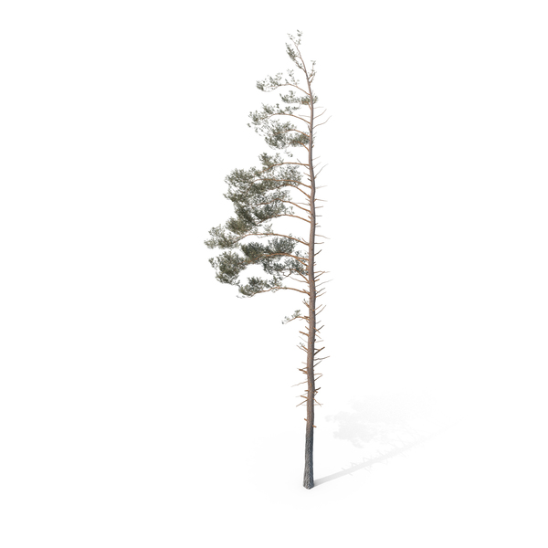 Pine Tree PNG & PSD Images Pine Tree PNG & PSD Images