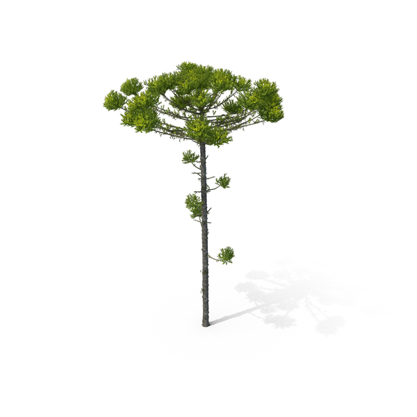 Pine Tree Araucaria Angustifolia PNG & PSD Images Pine Tree Araucaria Angustifolia PNG & PSD Images