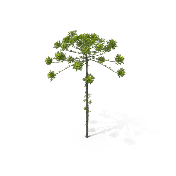 Pine Tree Araucaria Angustifolia PNG & PSD Images Pine Tree Araucaria Angustifolia PNG & PSD Images