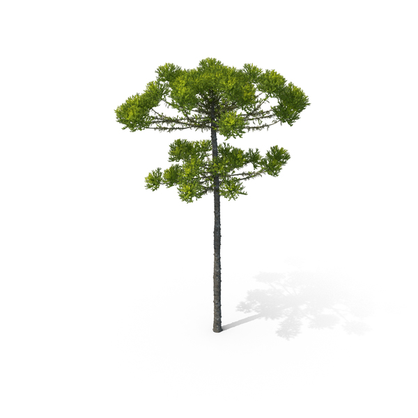 Tree PNG Images & PSDs for Download | PixelSquid