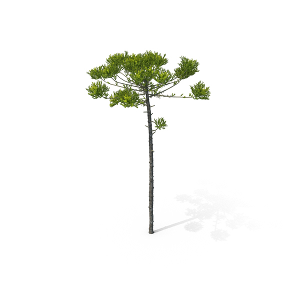 Pine Tree Araucaria Angustifolia PNG & PSD Images Pine Tree Araucaria Angustifolia PNG & PSD Images