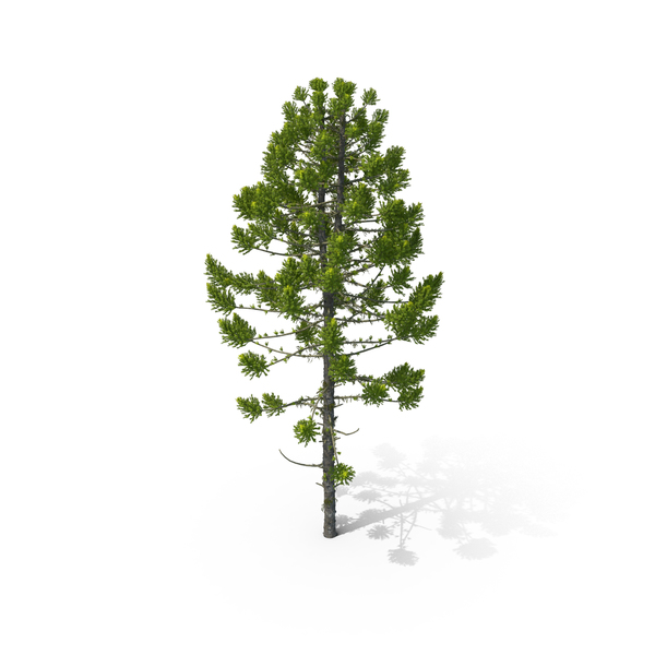 Pine Tree Araucaria Angustifolia PNG & PSD Images Pine Tree Araucaria Angustifolia PNG & PSD Images