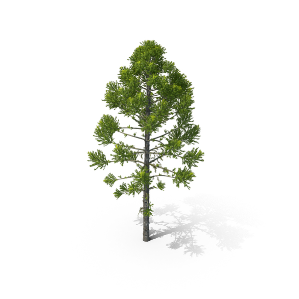 Pine Tree Araucaria Angustifolia PNG & PSD Images Pine Tree Araucaria Angustifolia PNG & PSD Images