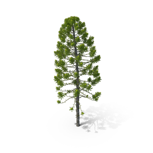 Pine Tree Araucaria Angustifolia PNG & PSD Images Pine Tree Araucaria Angustifolia PNG & PSD Images