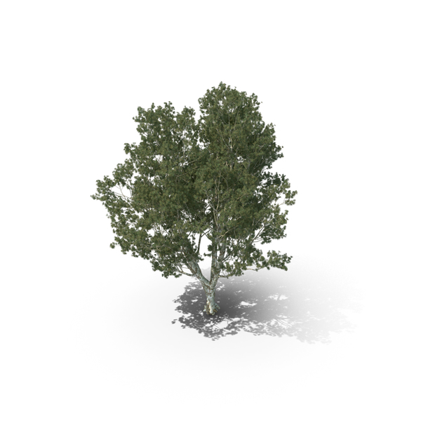 Pine Tree Pinus Bungeana PNG & PSD Images Pine Tree Pinus Bungeana PNG & PSD Images