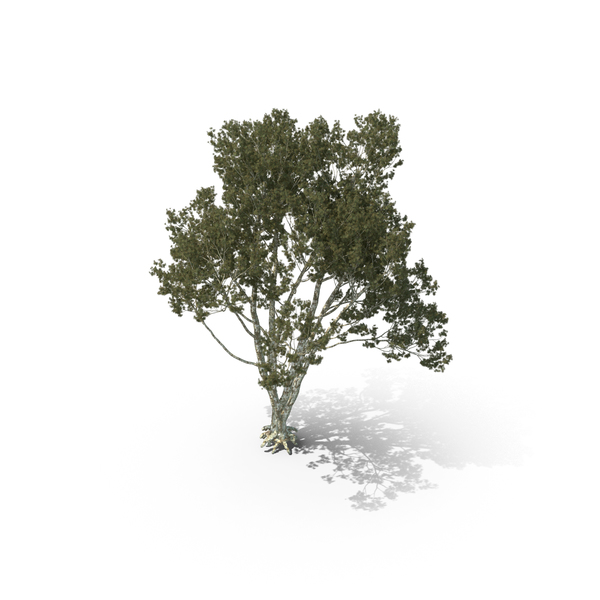 Pine Tree Pinus Bungeana PNG & PSD Images Pine Tree Pinus Bungeana PNG & PSD Images